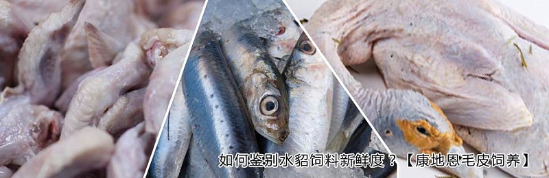 貂狐貉兔毛皮動物用藥廠家批發(fā)-青島康地恩