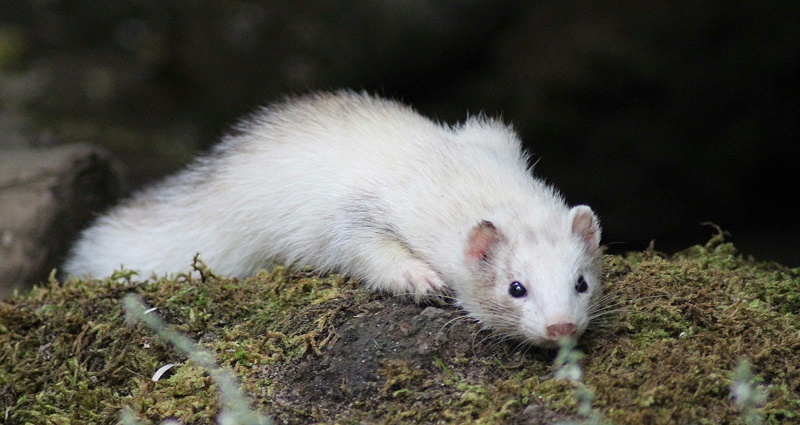 貂狐貉兔毛皮動物用藥廠家批發(fā)—青島康地恩