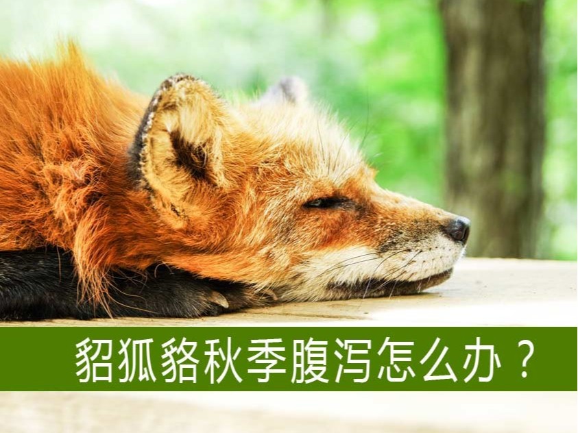 貂狐貉等毛皮動物秋季腹瀉怎么辦？【康地恩特養(yǎng)】