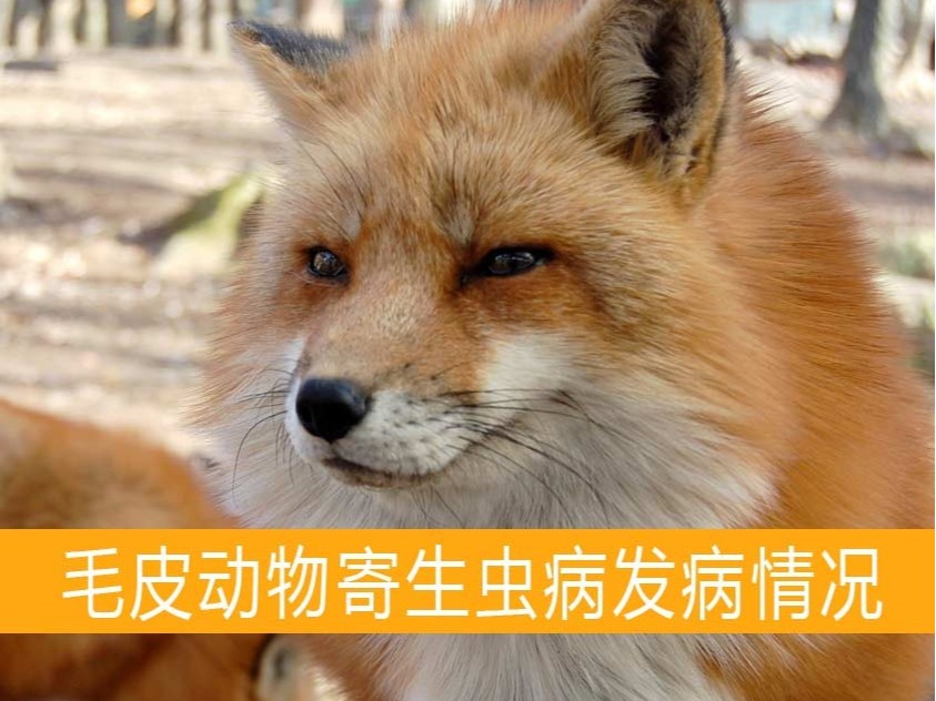 貂狐貉兔毛皮動物用藥廠家批發(fā)-青島康地恩