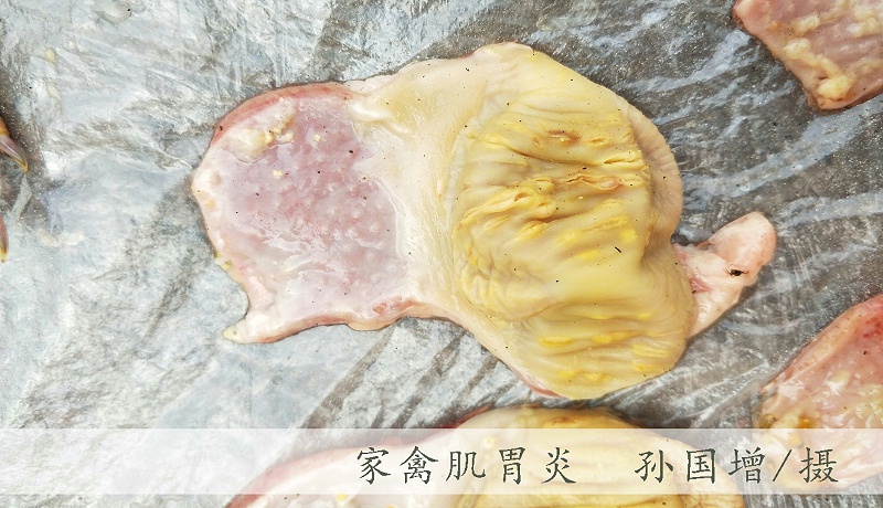 家禽腺肌胃炎特點(diǎn)及防治方案【青島康地恩】