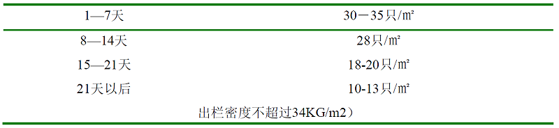 青島康地恩白羽肉雞育成期管理